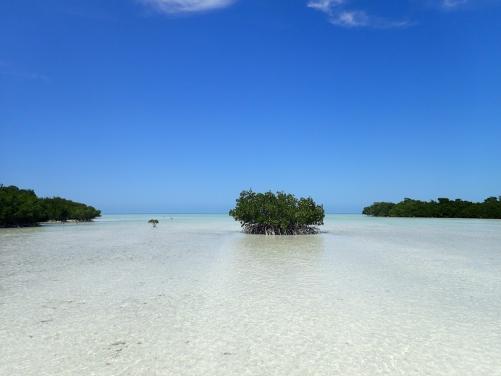 Mangroves