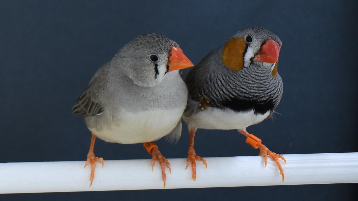 zebra finches