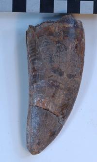 The Tooth of Carcharodontosaurus iguidensis.