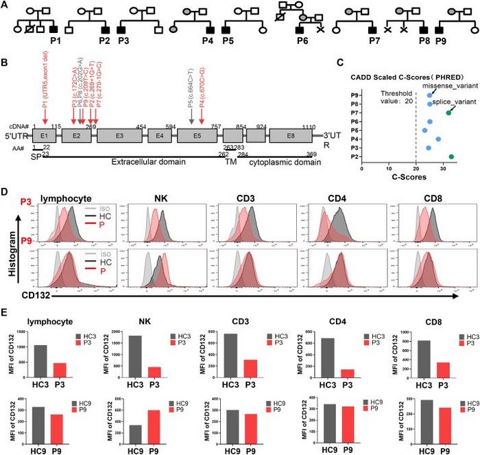 Clinical and molecular characteristics of patients with X-linked severe combined immunodeficiency disease (X-SCID).