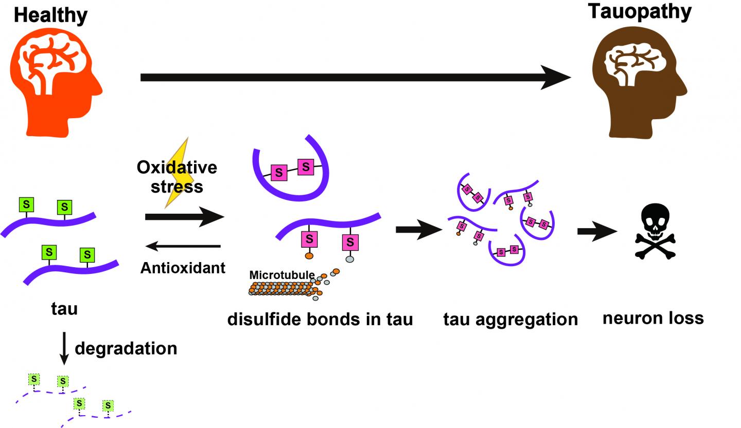 Toxic tau accumulation in tauopathies