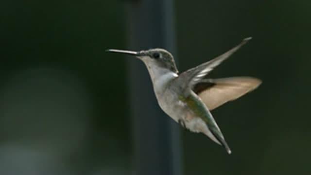 Hummingbird Aerodynamics