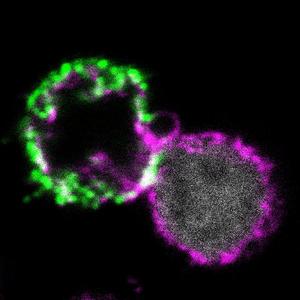 Ongoing trogocytosis