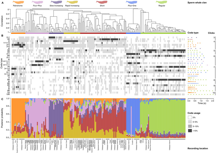 Fig. 2. Seven-clan tree with identity coda types