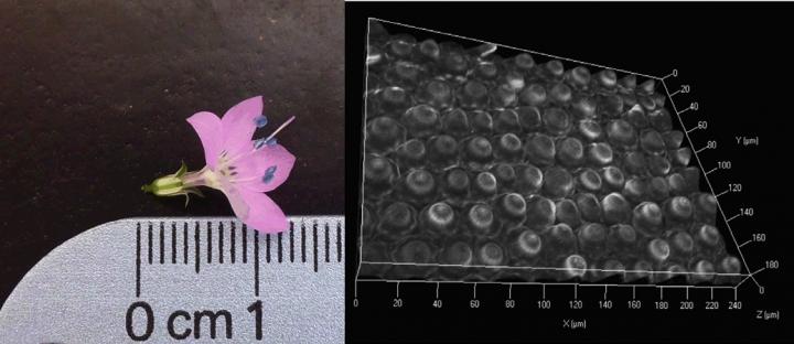 Mature <i>Saltugilia caruifolia</i> flower and microscopic view of petal lobes