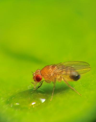 Fruit Fly