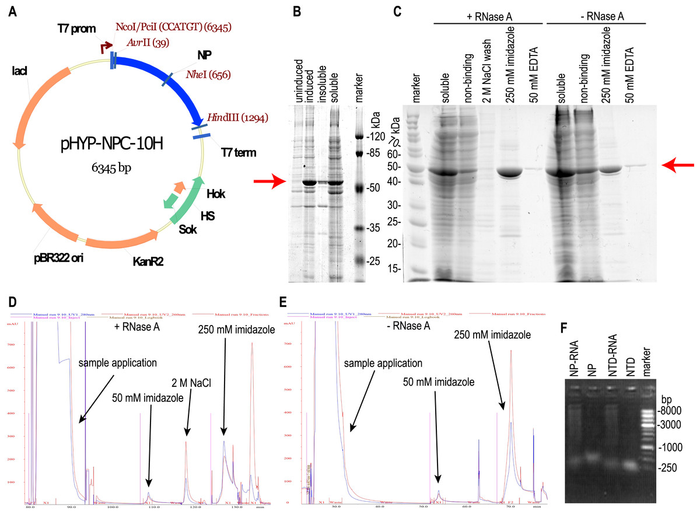 Expression and purification of the full-length SARS-CoV-2 nucleoprotein