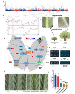 Genetic differentiation of Seguin chestnut and local adaptation.