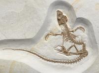 Recently discovered fossil shows transition o | EurekAlert!