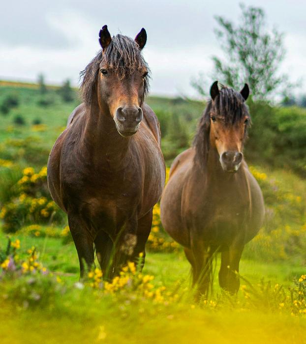 Horses grazing