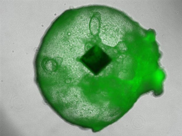 Organoid Embedded with RFID Chip