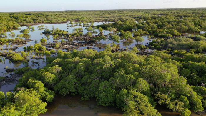 Aldabra atoll Mangrove System