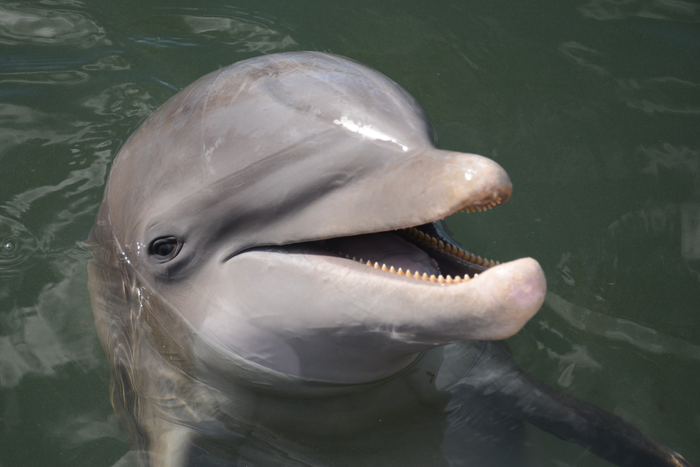 A bottlenose dolphin at Dolphin Research Center, Grassy Key, Florida