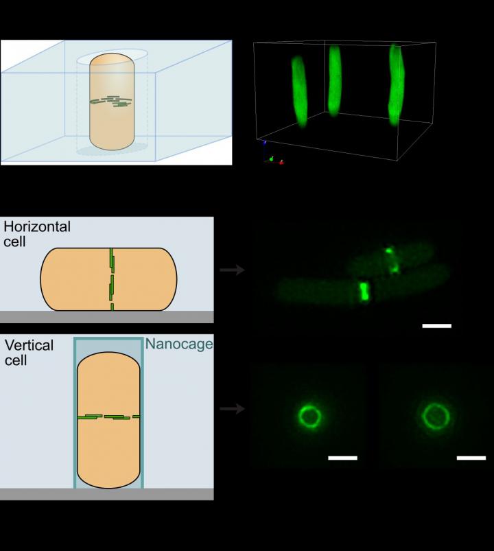Bacteria in Nanocages