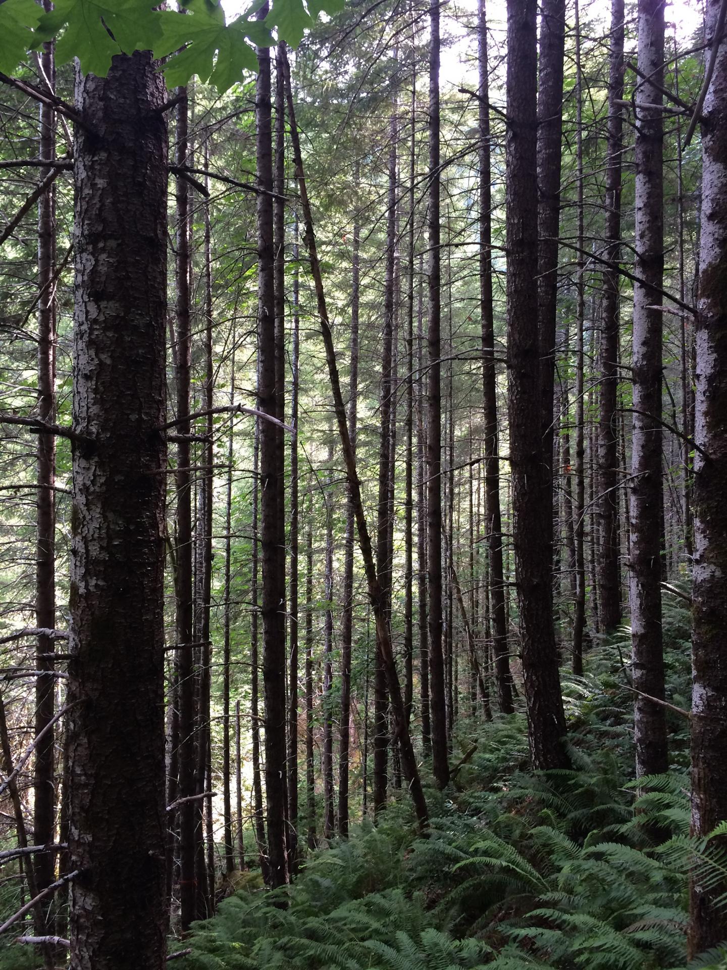 Old-Growth Forests With Complex Vegetation Layers Keep Local Climates Cool (3 of 6)