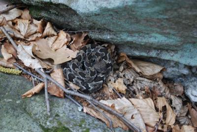 Timber Rattlers' Ecosystem Services Help People