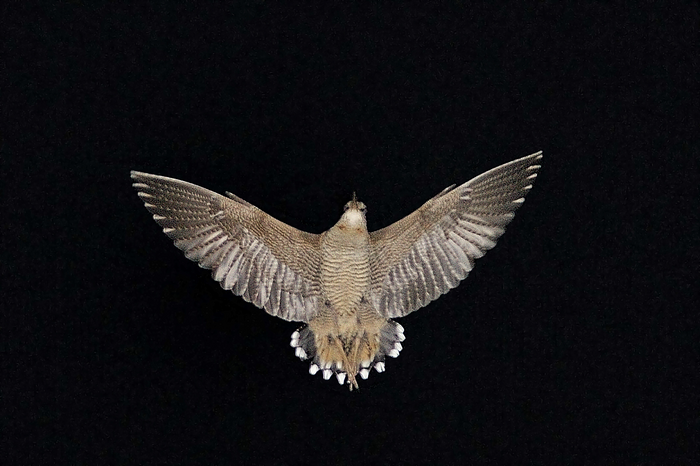 Woodcock in flight
