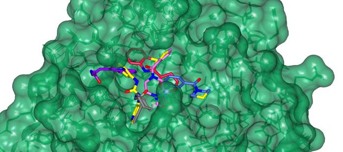 Surface representation of SARS CoV-2 Mpro protein