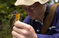 Smithsonian Scientists Discover New Bird Species