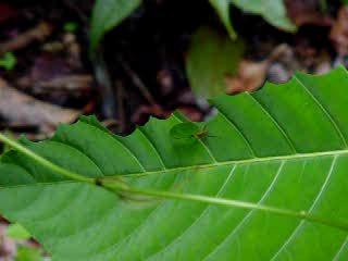Leaf-Cutting Ants Harvesting Leaf Pieces
