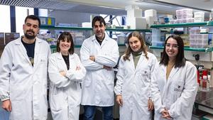 University of Barcelona team describes a mechanism for eliminating harmful cells from cancer treatment