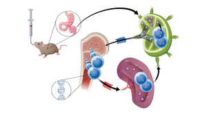 Model of lymphatic system absorption