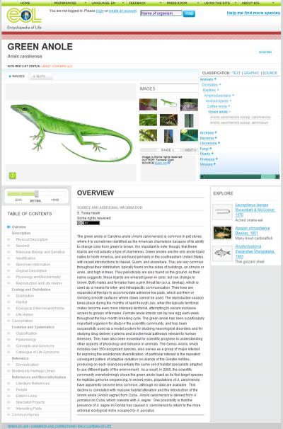 Anolis Species Page