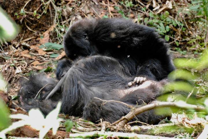 Juvenile Mountain Gorilla