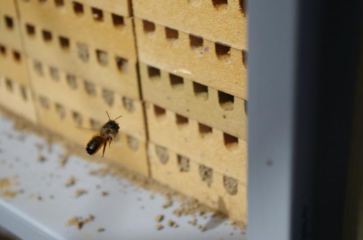 Dark coloured bee with gingerish fuzz (female red mason bee) hovering near her nest which is a cream wall with square holes