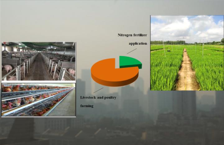 Livestock and poultry farming should be the future focus of agricultural ammonia emissions control