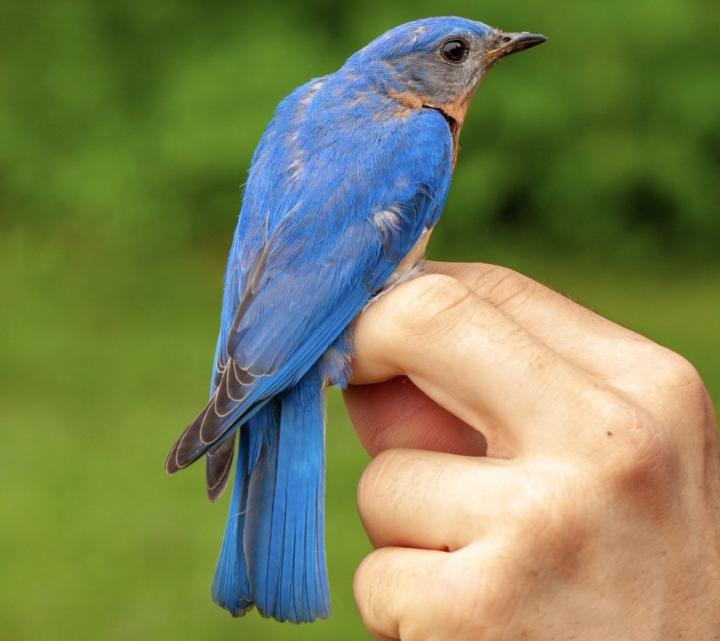 Bluebird
