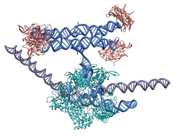 dCas9 bound to a guide RNA – RNA origami fusion molecule