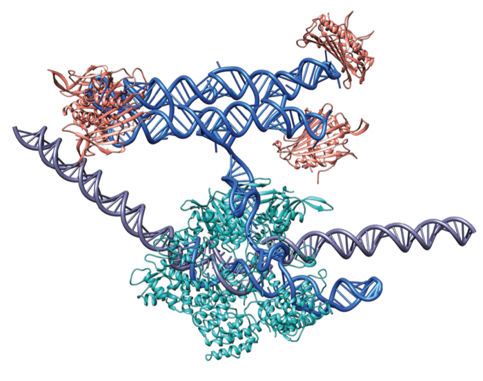 dCas9 bound to a guide RNA C RNA origami fusion molecule