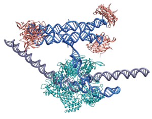 dCas9 bound to a guide RNA – RNA origami fusion molecule