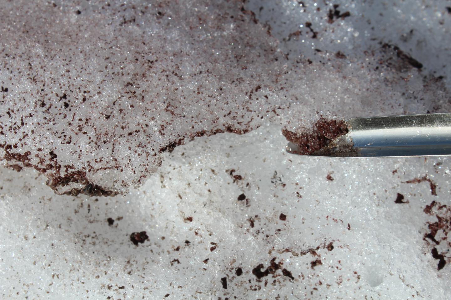 Pink Snow on Mt. Hood, Oregon