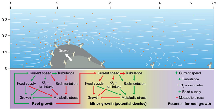 Schematic representation of the expected reef growth