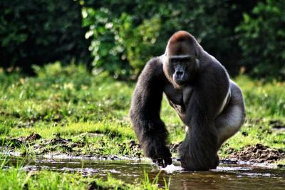Western Lowland Gorilla