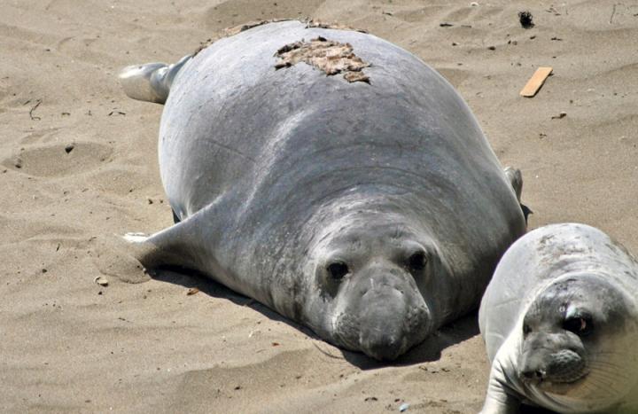 Elephant Seal and Pup on Beach