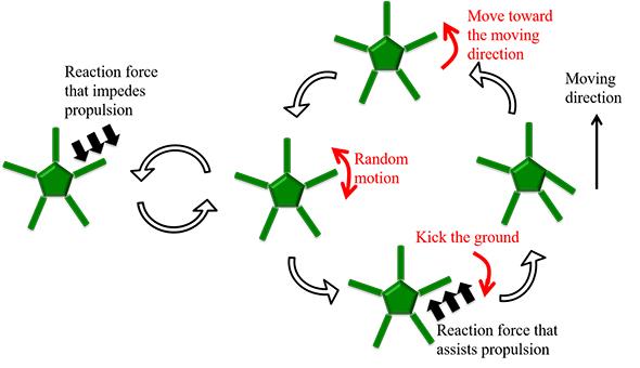 Brittle Stars Inspire New Generation Robots Able to Adapt to Physical Damage (2 of 2)