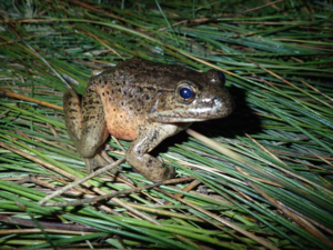 California Red Legged Frog