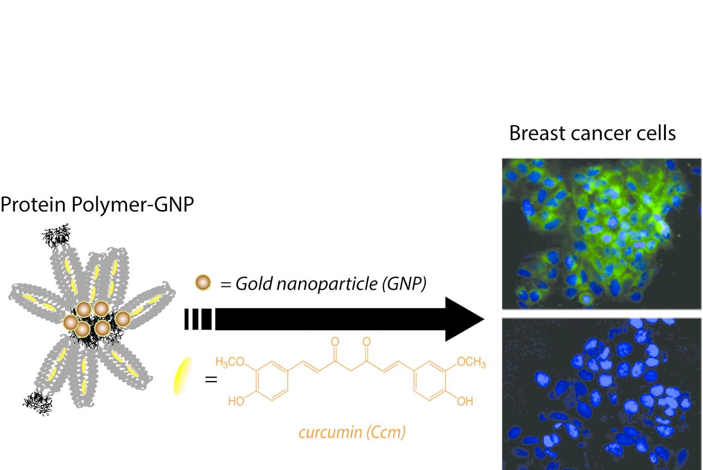 P-GNP Binding and Delivery of Curcumin to Cancer Cells