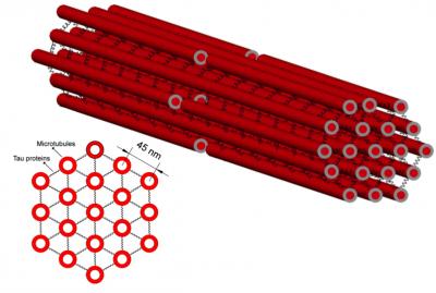 Illustration of Microtubules