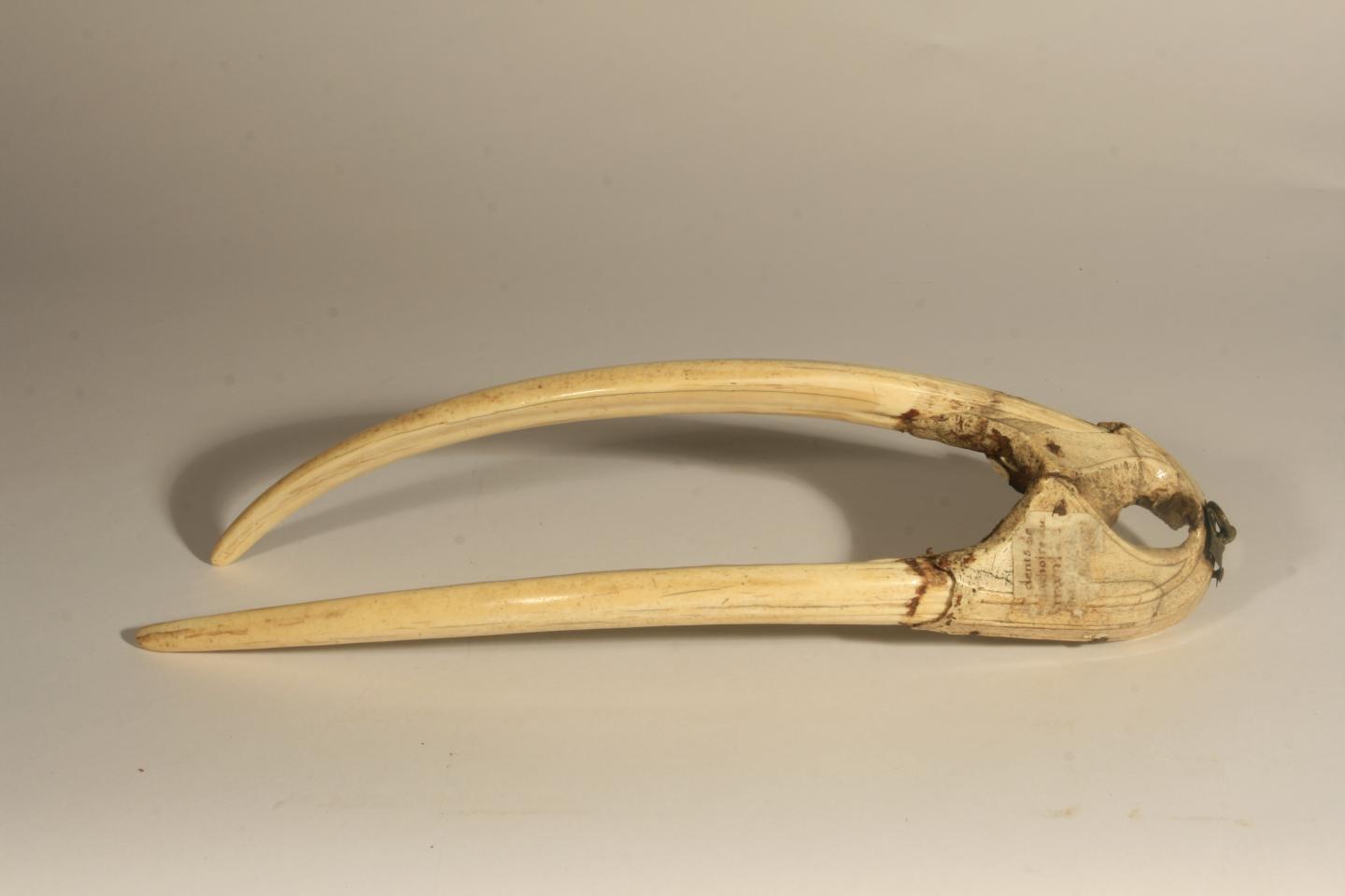 Walrus Upper Jaw Bone, Dated 1200-1400 CE