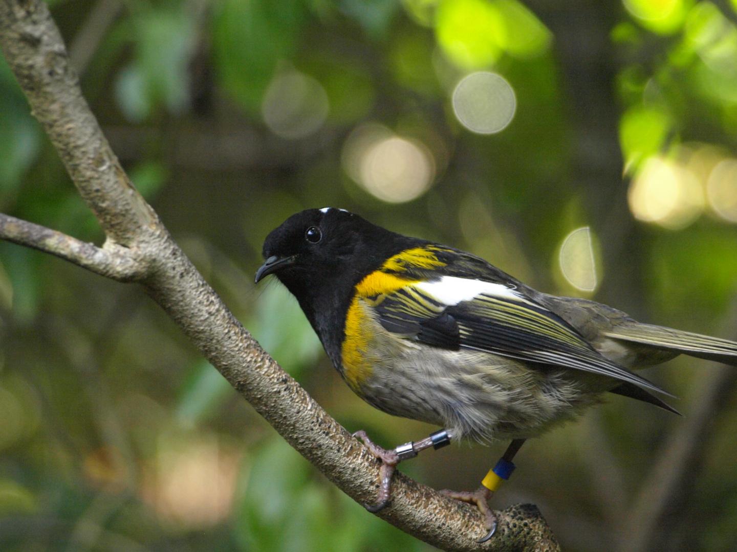 Male Hihi