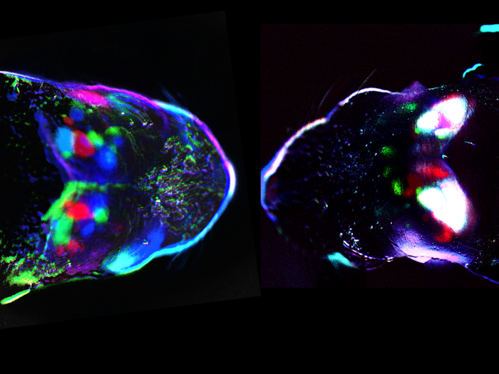 Cortical spontaneous activity at birth in a control mouse (left) and a mouse where retinal waves were blocked by carbenoxolone injection into the eye (right).