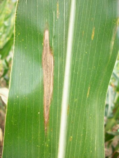 Northern Corn Leaf Blight