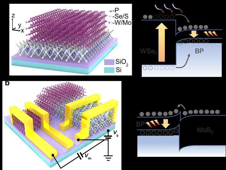 Principle of MIR luminescence in BP-TMDC heterostructure