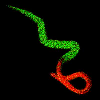 The Hookworm <i>Necator americanus</i>