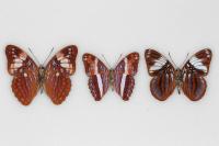 Patterns in Tropical Butterflies Provide Evidence of Evasive Mimicry