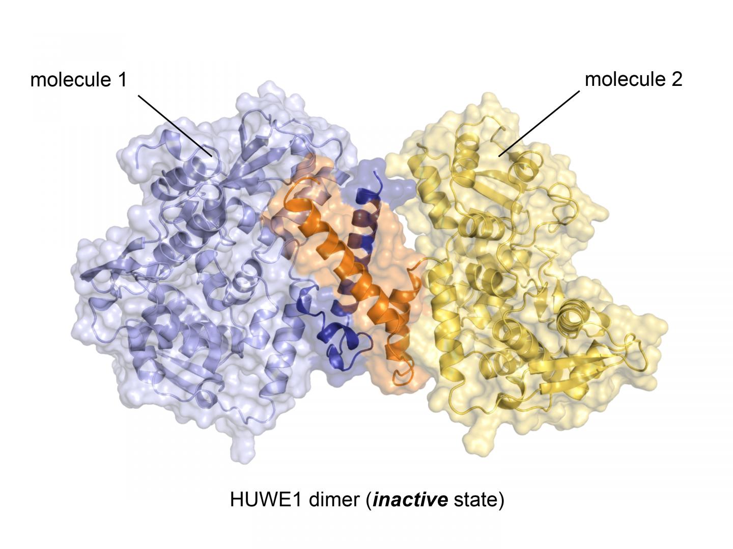 Crystal Structure of the Ubiquitin Ligase HUWE1